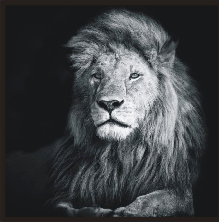 ASP004A Wall Décor art on acrylic PVC wildlife lion